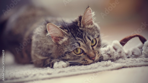 Portrait of the playing domestic cat with yellow eyes © Azaliya (Elya Vatel)