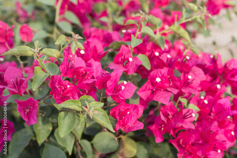 Pink Bougainvillea flowers