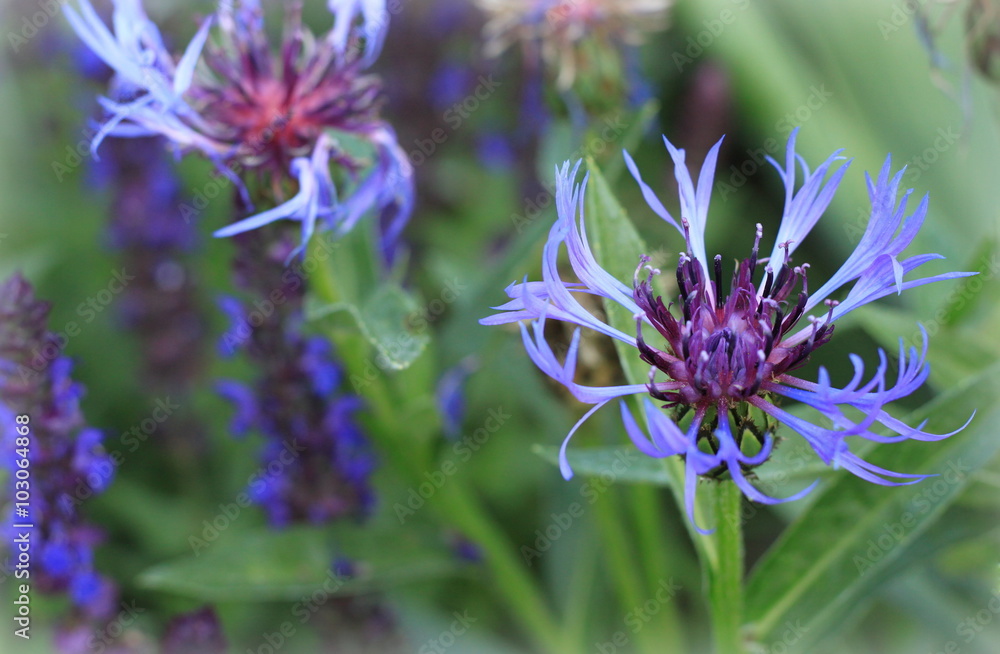Purple bee balm at dusk in community garden