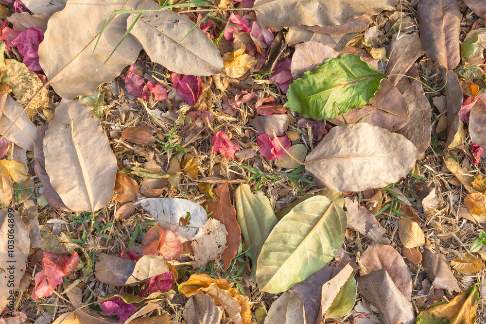 Colorful fall leaves background