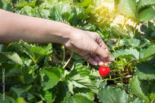 Picking fresh organic strawberries in woman hand growing on the vine at garden