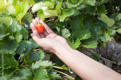 Picking fresh organic strawberries in woman hand growing on the vine at garden