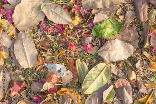 Obraz na płótnie Colorful fall leaves background w salonie