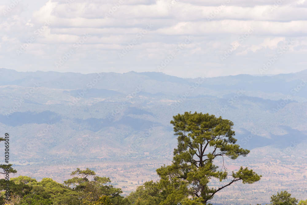 Obraz premium Lonely mountains trees.