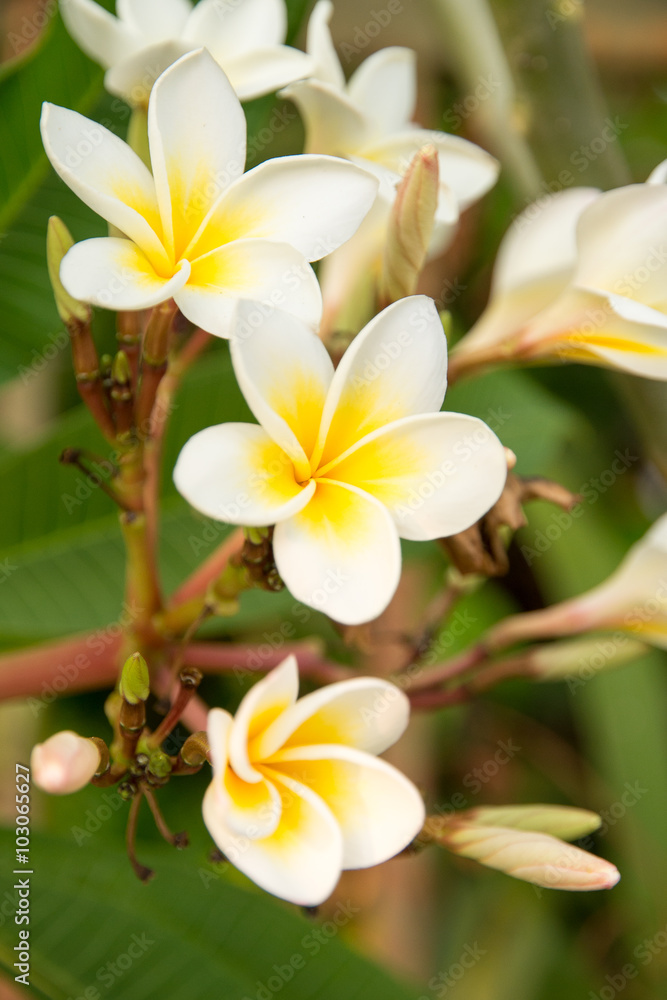 Fototapeta premium Plumeria