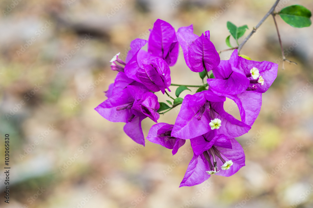 
purple flowers in wild nature