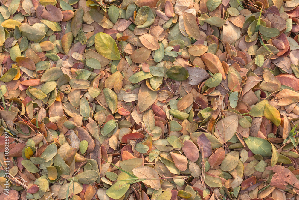 Colorful fall leaves background