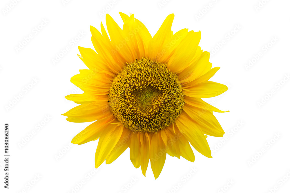 Sunflower on the isolated white background Sunflower on the isolated white background