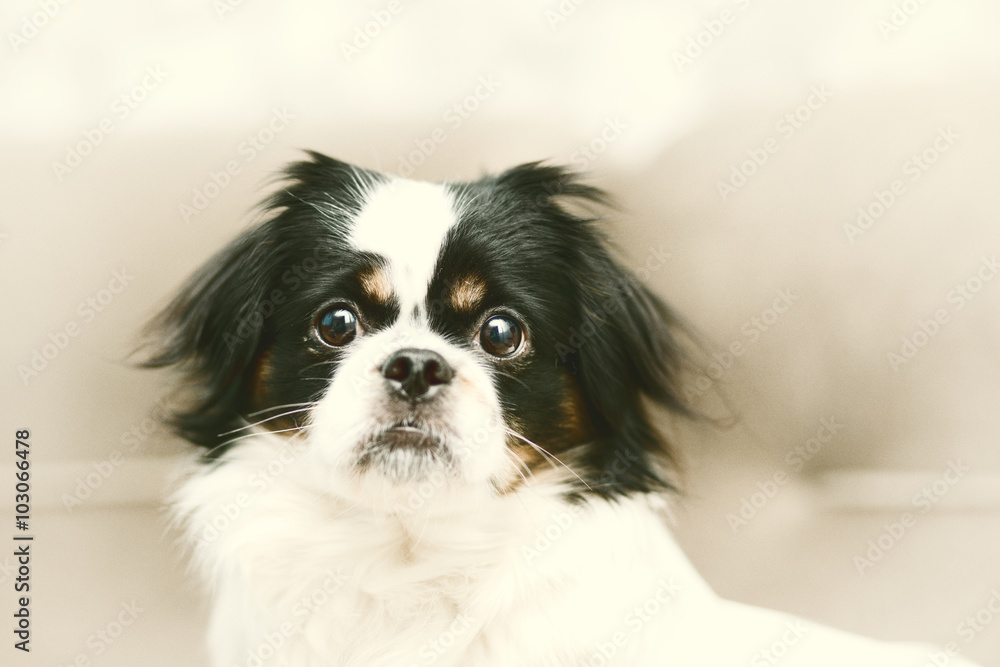 Dog Portrait Dog Portrait