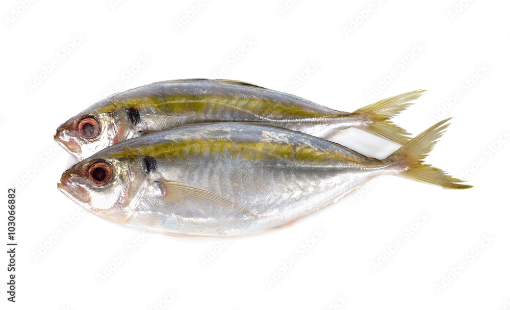 whole round fresh yellow-stripe scad fish on white background whole round fresh yellow-stripe scad fish on white background
