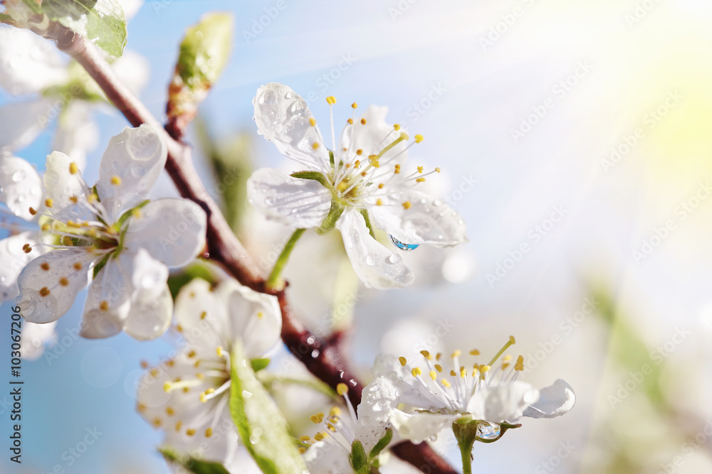 Branch of the blossoming cherry in sunshine