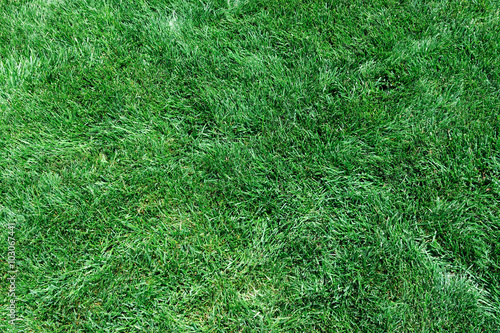 high angle view of real green grass background