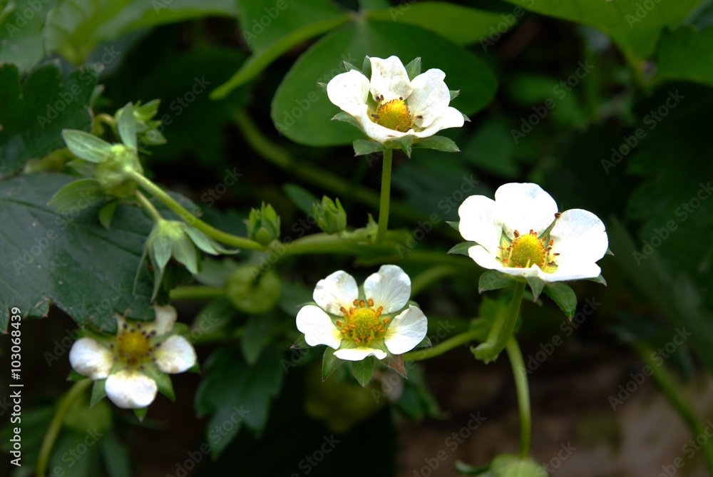 Obraz premium Flowering strawberry