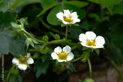 Flowering strawberry