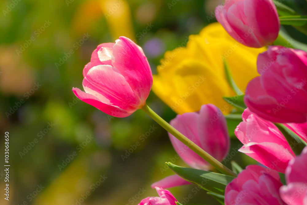 Tulip. Beautiful bouquet of tulips. colorful tulips. Tulip. Beautiful bouquet of tulips. colorful tulips.