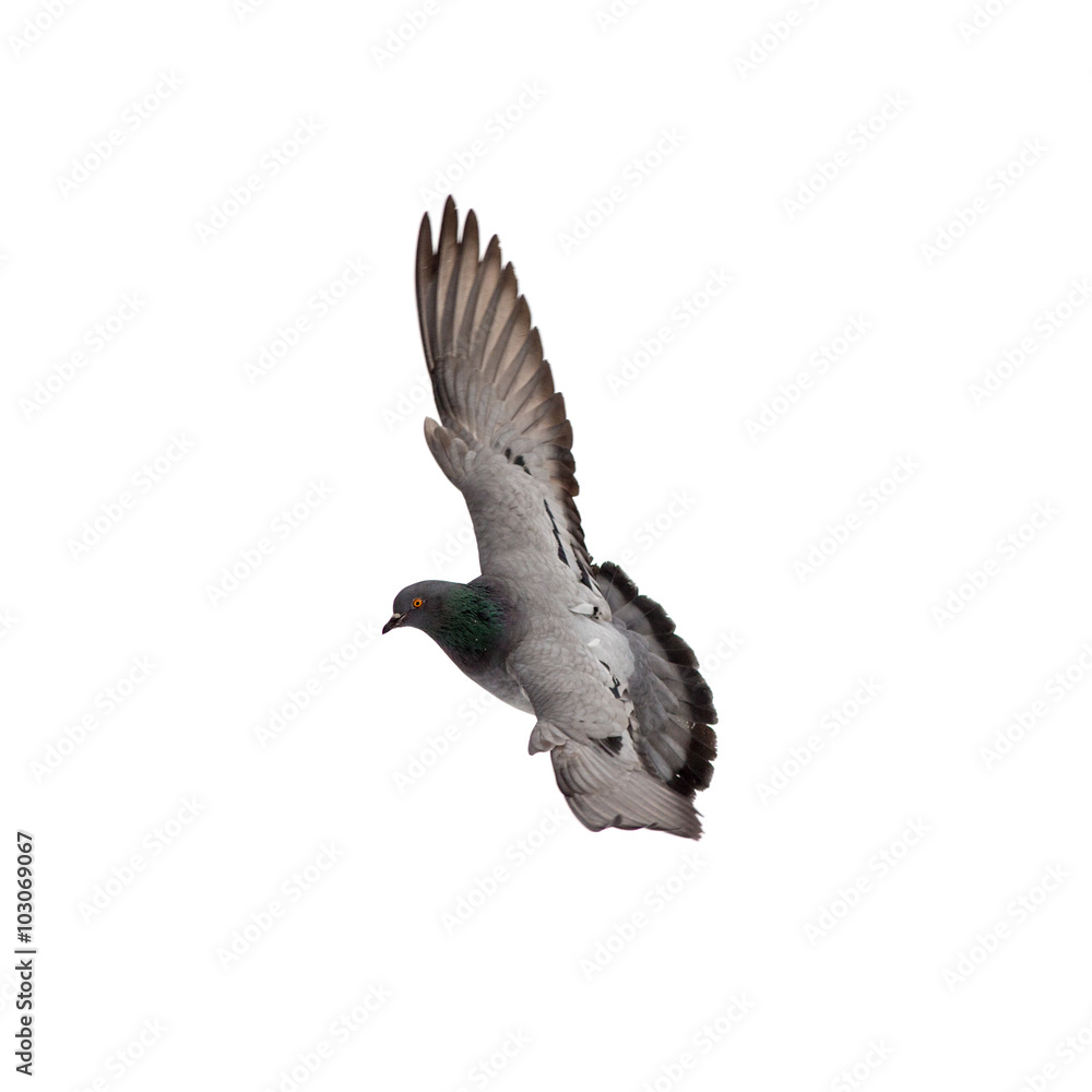 dove in flight dove in flight
