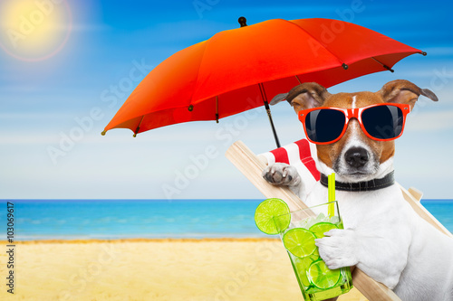 summer cokctail dog photo