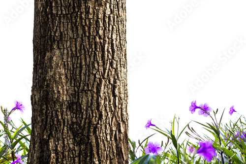 Tree Trunk Closeup isolated