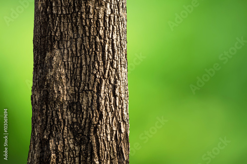 Obraz na plátně Tree Trunk Closeup isolated