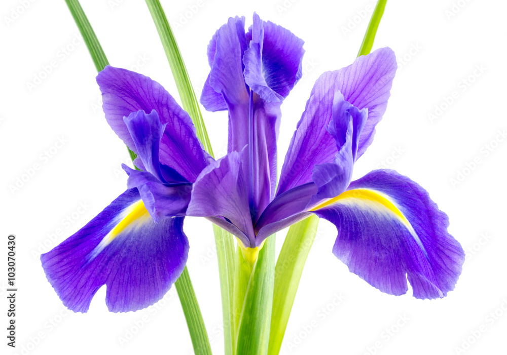 flowers blue purple irises with leaves isolated on white background
