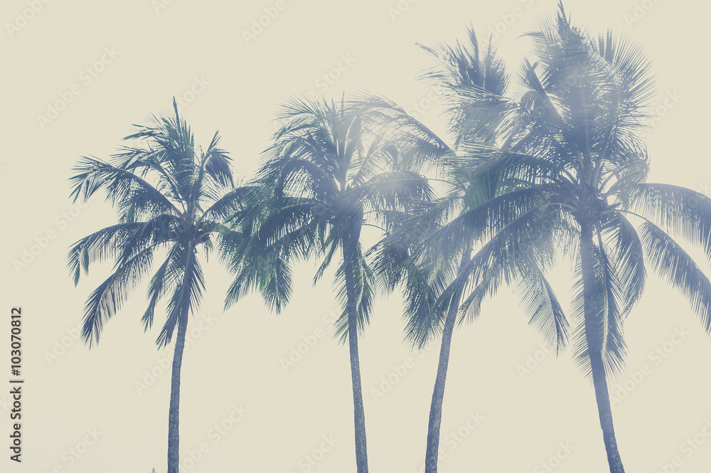 Naklejka premium ヤシの木と空,ハワイ