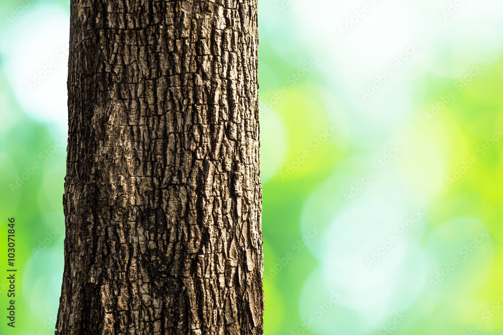 tree trunk closeup
 - obrazy, fototapety, plakaty 