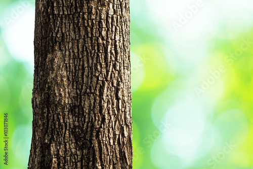 Fototapeta tree trunk closeup