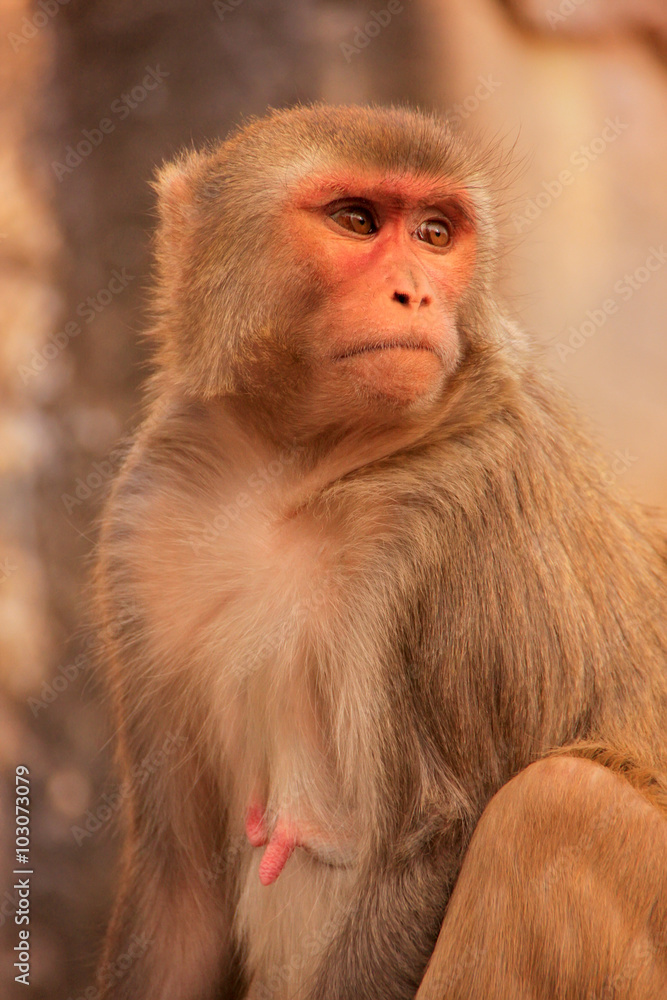 Rhesus macaque sitting near Galta Temple in Jaipur, Rajasthan, I Rhesus macaque sitting near Galta Temple in Jaipur, Rajasthan, I