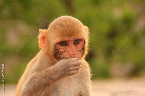 Portrait of Rhesus macaque eating © donyanedomam