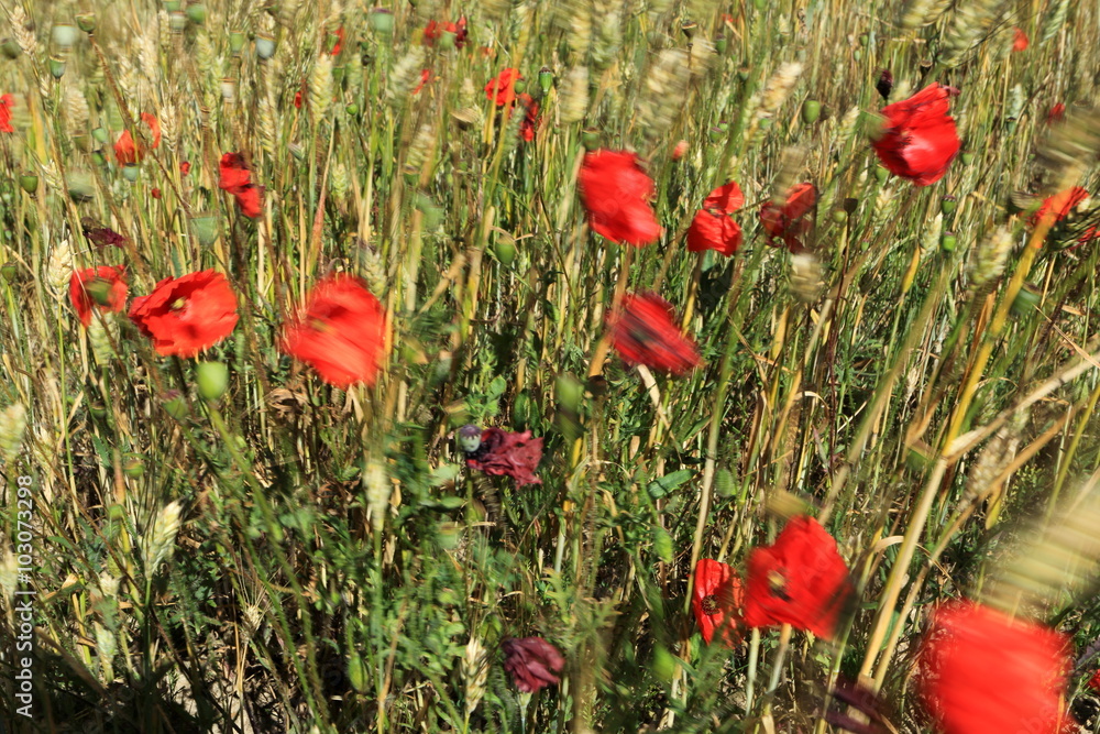 Obraz premium pole maków