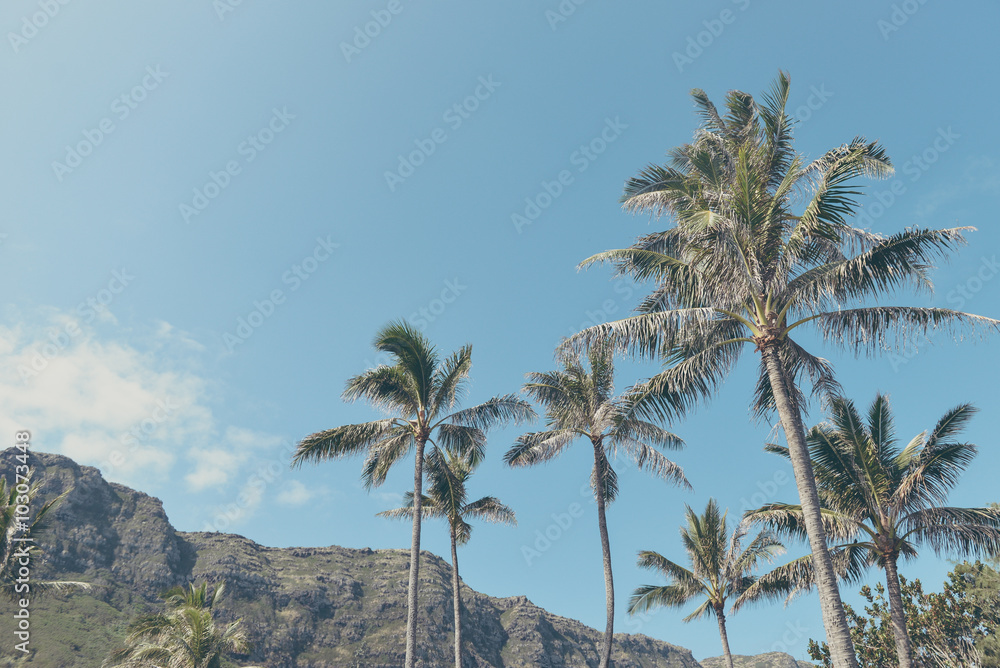 ヤシの木と青空,ハワイ,