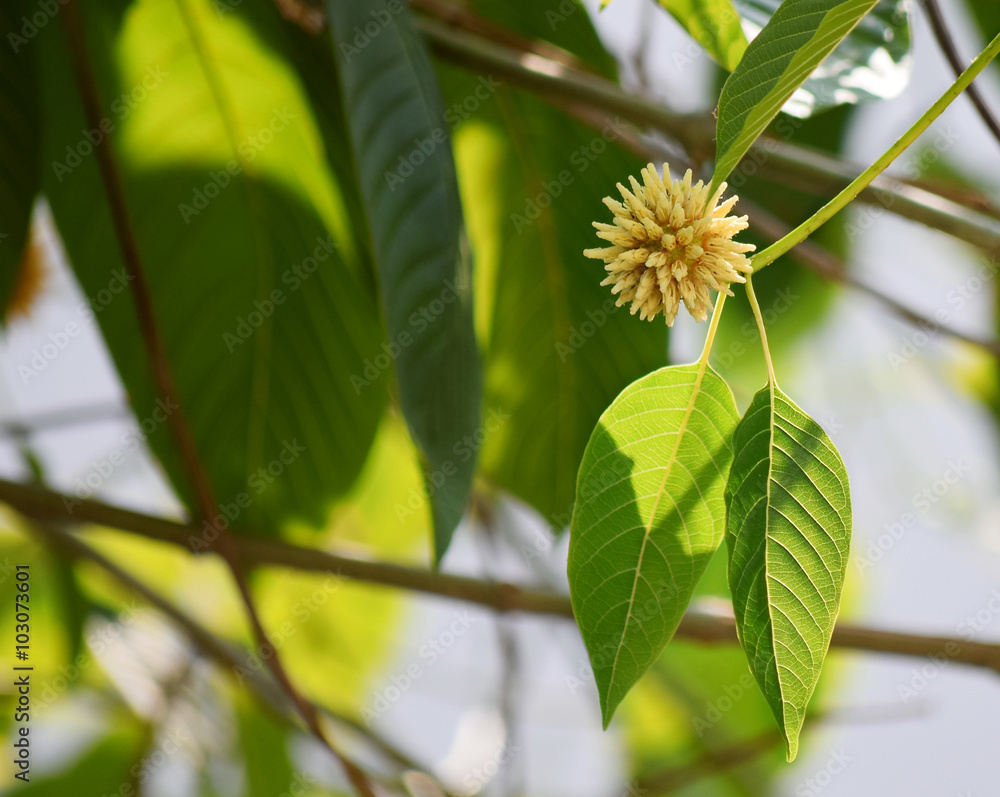 mitragyna speciosa korth (kratom) a drug from plant to a categor mitragyna speciosa korth (kratom) a drug from plant to a categor