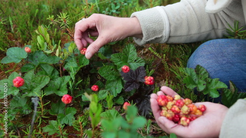 People gathering ripe cloudberries on the northern marshes
