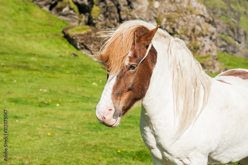 Beautiful icelandic horse in nature background. © smallredgirl