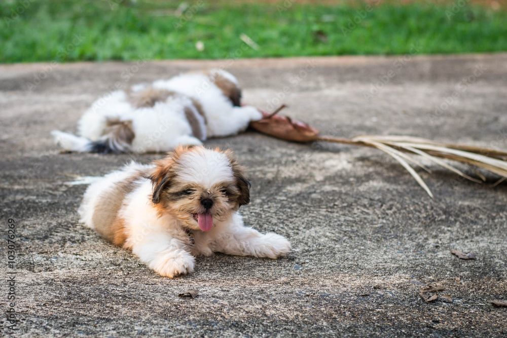 Fototapeta premium Shih Tzu puppies