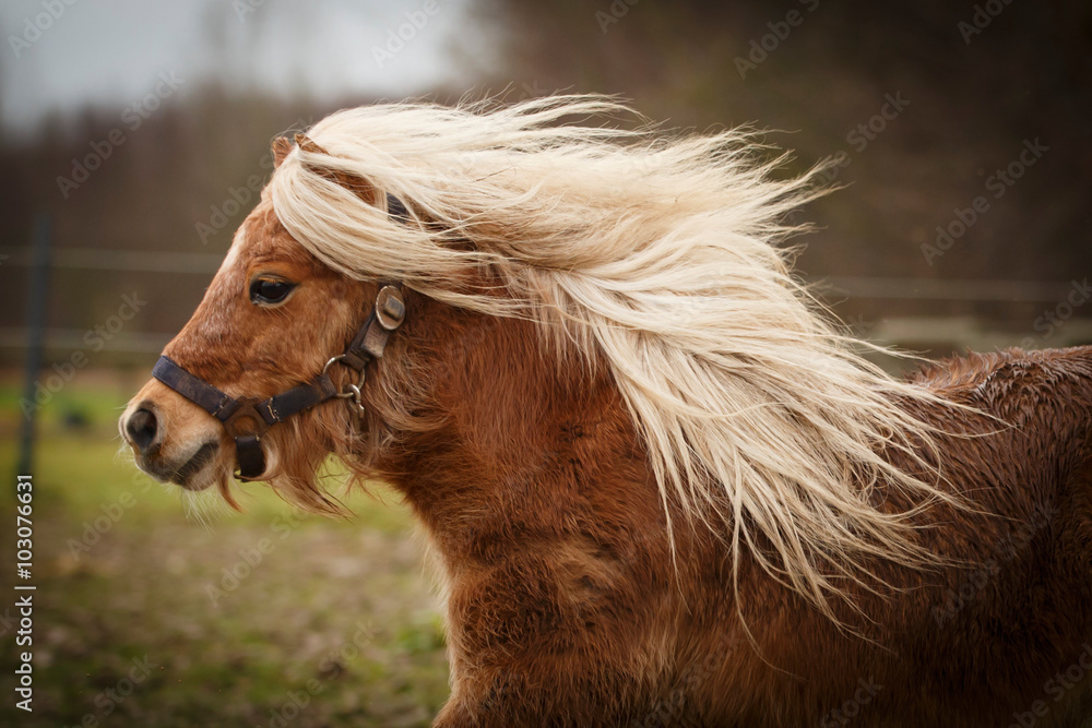 Fototapeta premium Shetty