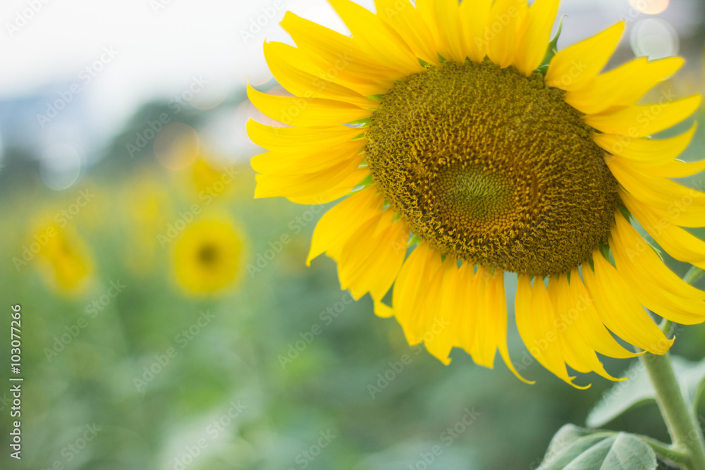 Fototapeta premium sunflowers
