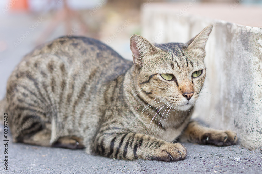 Cat on the street Cat on the street