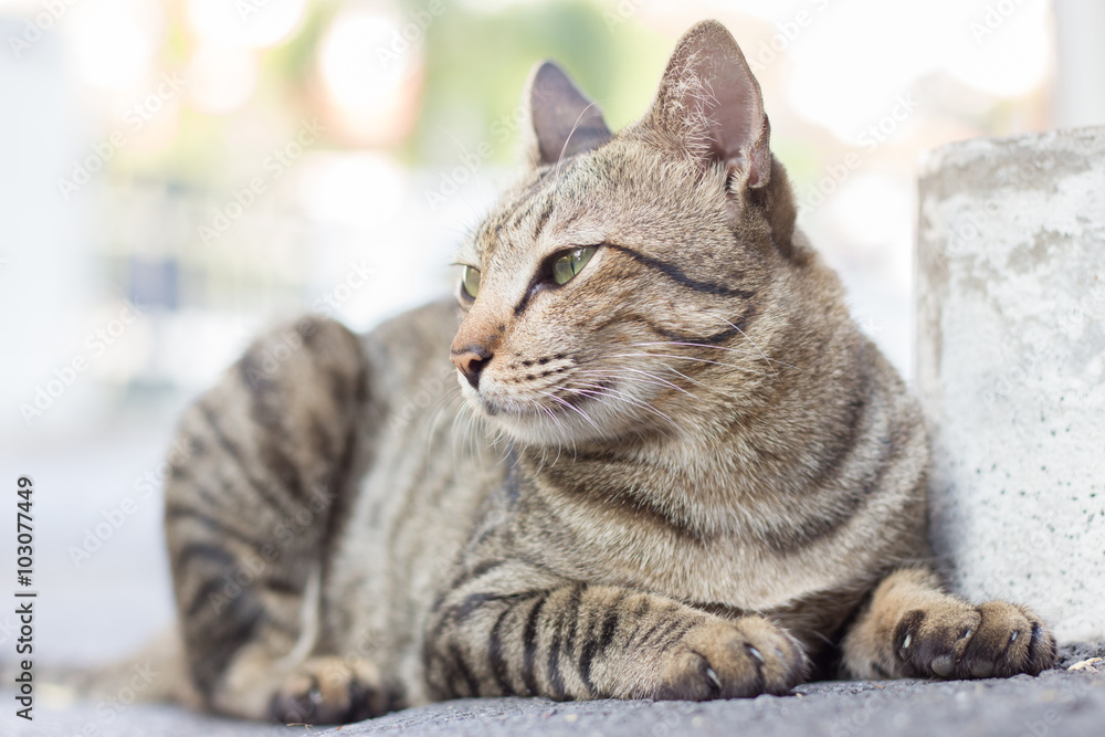 Cat on the street