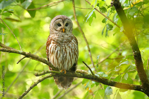 Barred owl (Strix varia) sitting on a tree photo