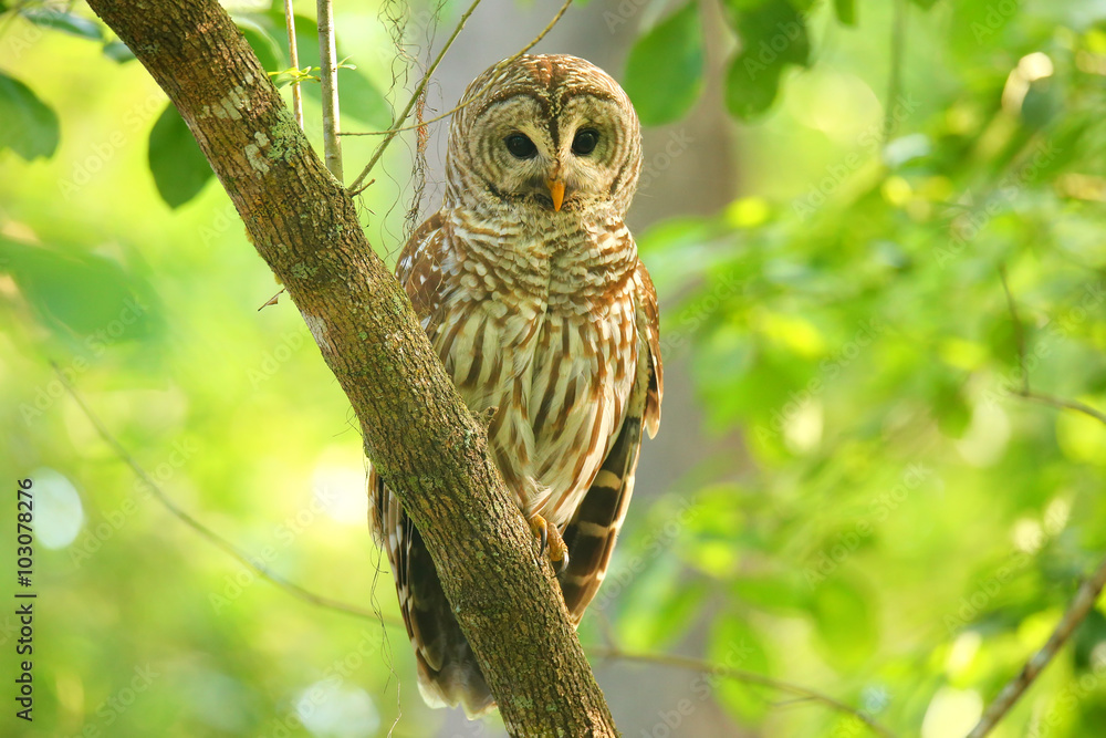 Obraz premium Barred owl (Strix varia) sitting on a tree
