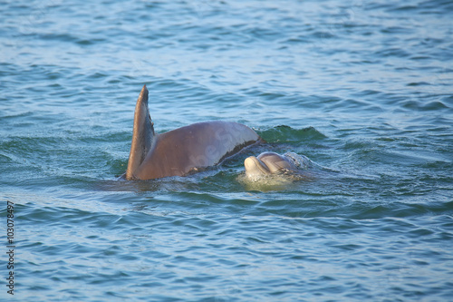 Fotografia, Obraz Mother and baby Common bottlenose dolphins swimming