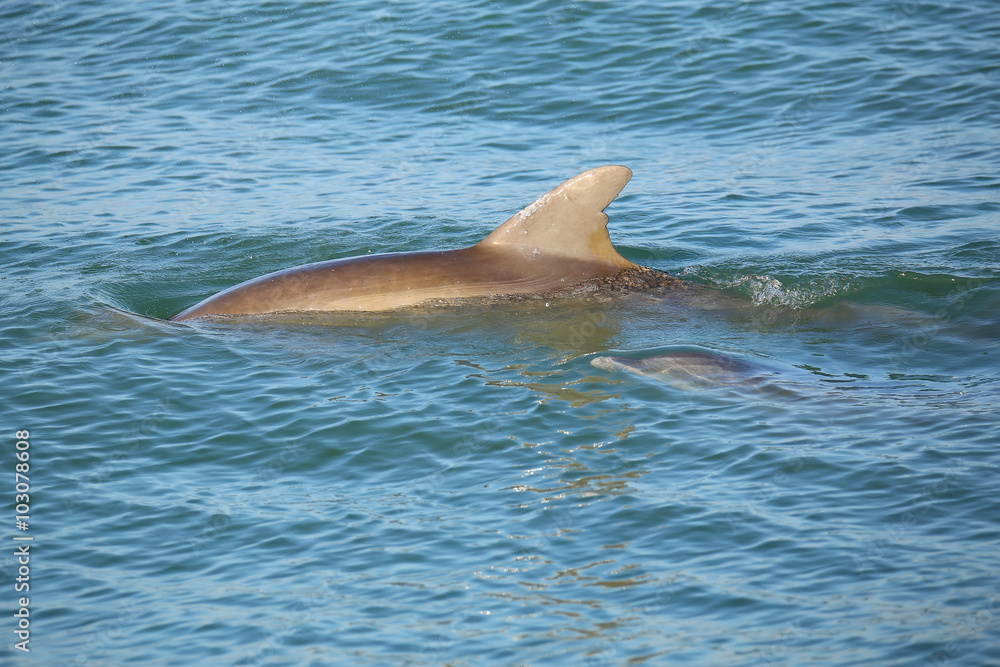 Fototapeta premium Mother and baby Common bottlenose dolphins swimming