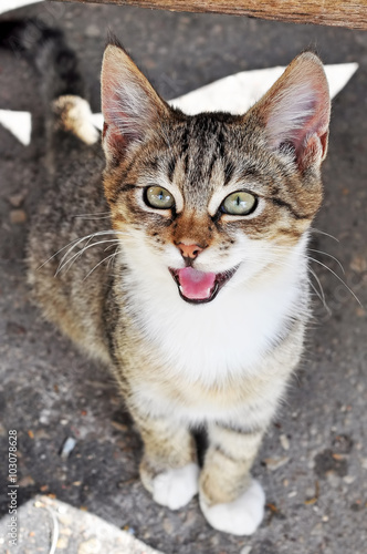 tabby cat looking up and crying