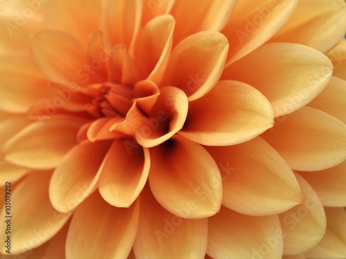 Closeup of an orange dahlia