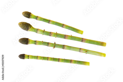 Closeup on horsetail plant stems on white background