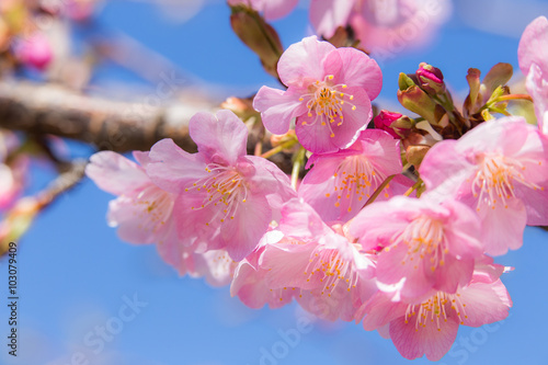 Fototapeta Naklejka Na Ścianę i Meble -  サクラ（河津桜）