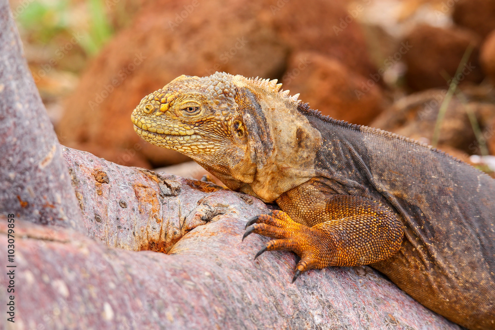 Fototapeta premium Galapagos Land Iguana lying on a tree trunk on North Seymour isl