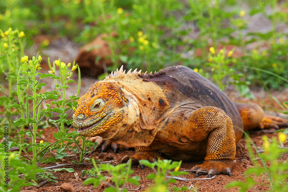 Fototapeta premium Galapagos Land Iguana eating flowers on North Seymour island, Ga