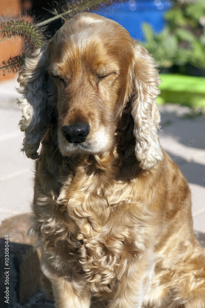 Cocker; Spaniel, muede Cocker; Spaniel, muede